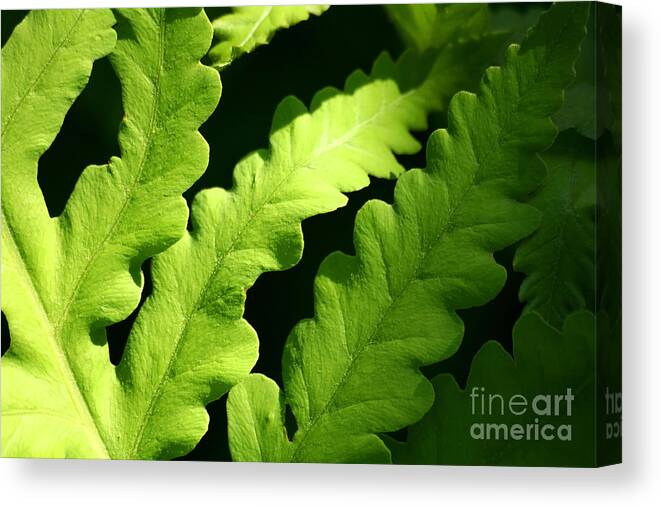 Abstract Canvas Print featuring the photograph Fern in sunlight by Sandra Cunningham
