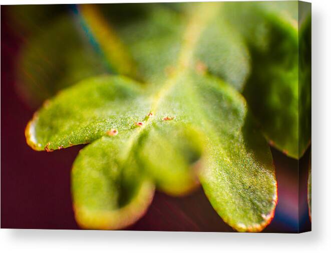 Fern Canvas Print featuring the photograph Fern leaf with micro rainbow by Micah Goff