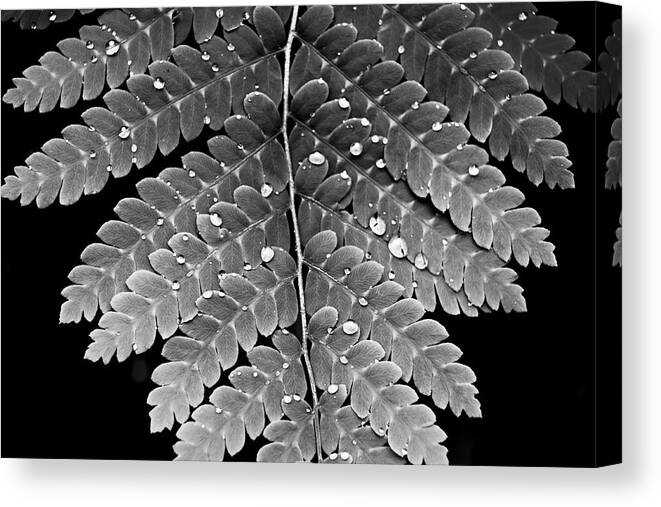 Water Canvas Print featuring the photograph Fern by Lindsey Weimer