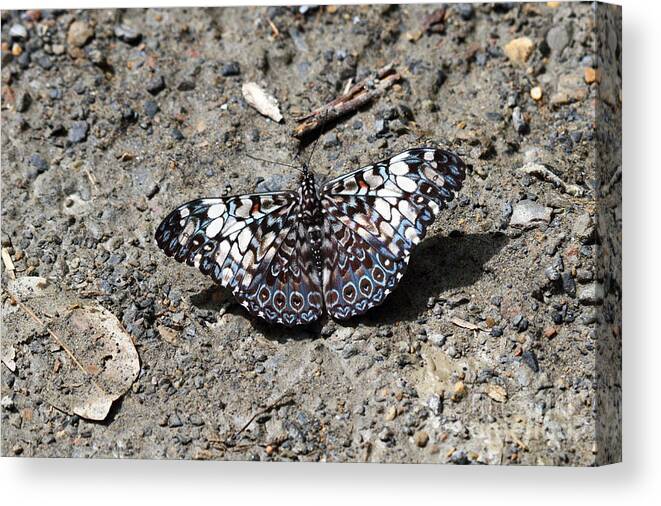 Butterfly Canvas Print featuring the photograph Feronia Cracker butterfly by James Brunker