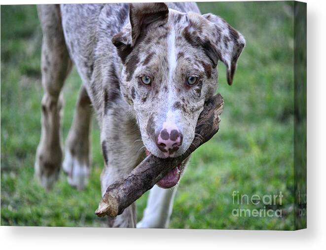 Dog Canvas Print featuring the photograph Fetch Boy Fetch by AK Photography
