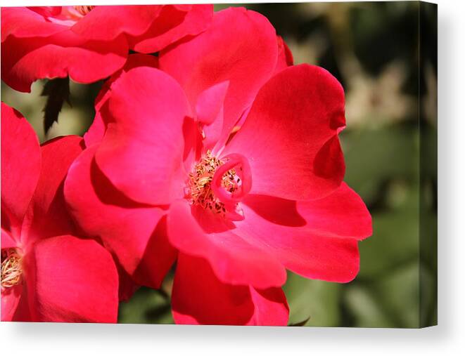 Red Flower Canvas Print featuring the photograph Ff-24 by David Yocum