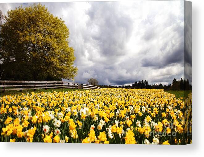 Daffodils Canvas Print featuring the photograph Field of Daffodils by Sylvia Cook