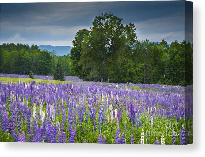 Field Of Lupine Canvas Print featuring the photograph Field of Dreams by Alana Ranney