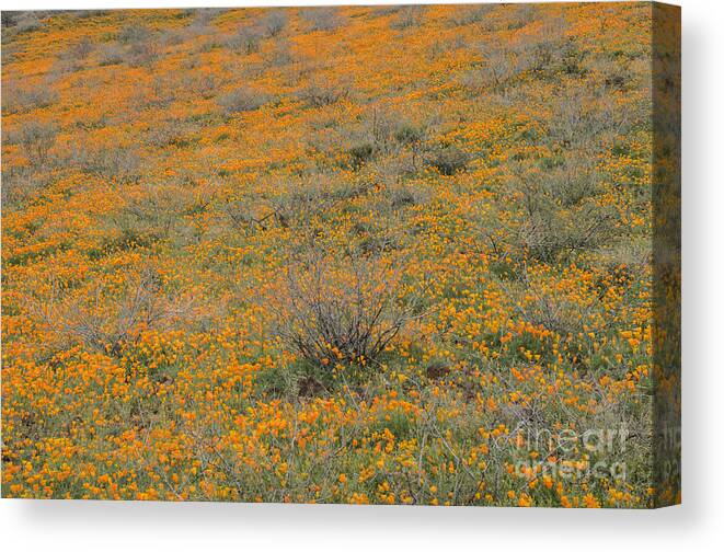 Poppies Canvas Print featuring the photograph Field of Poppies by Tamara Becker