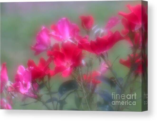 Floral Canvas Print featuring the photograph Field of Roses by Mary Lou Chmura