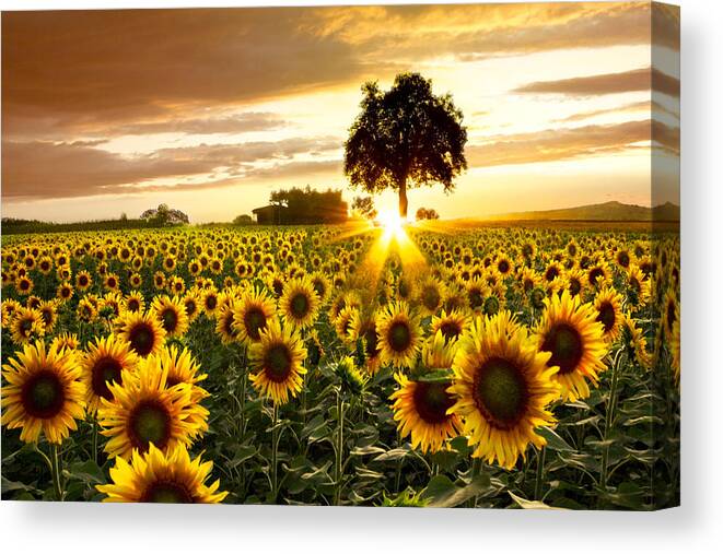 Appalachia Canvas Print featuring the photograph Fields of Gold by Debra and Dave Vanderlaan