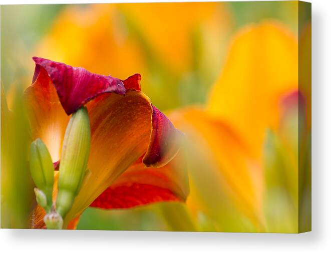 Daylily Canvas Print featuring the photograph Fiery Flora by Mary Amerman