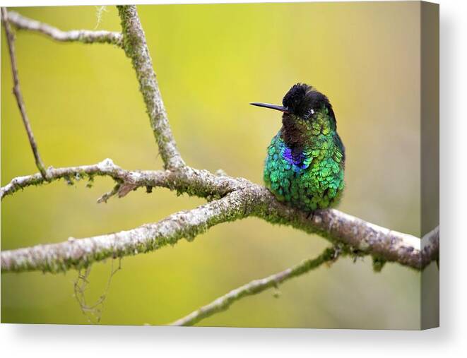 Animal Canvas Print featuring the photograph Fiery-throated Hummingbird by Nicolas Reusens