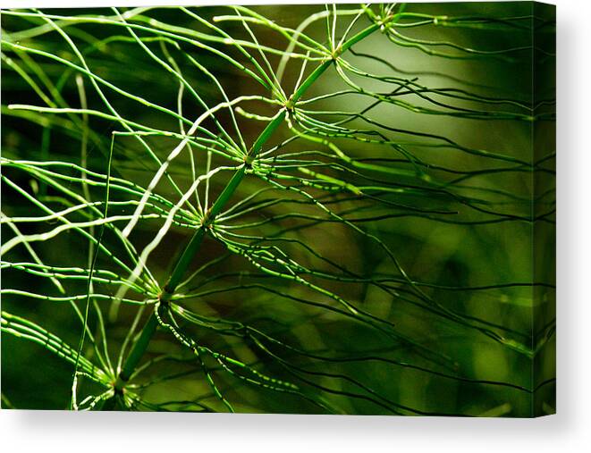 Green Canvas Print featuring the photograph Filaments Green by Marie Jamieson