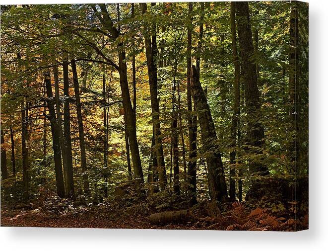 Autumn Canvas Print featuring the photograph Filtered Light by Leda Robertson