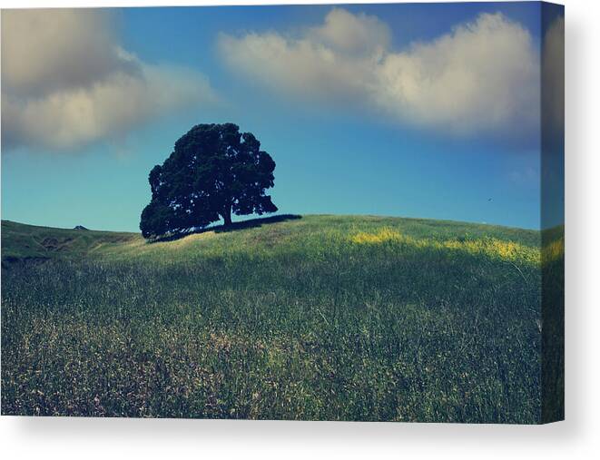 Mt. Diablo State Park Canvas Print featuring the photograph Find It in the Simple Things by Laurie Search