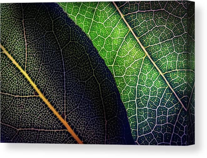Outdoors Canvas Print featuring the photograph Fine Art Photography - Leaves by Image By Paul Mason