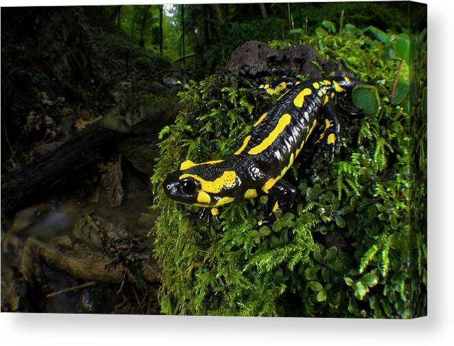 Amphibian Canvas Print featuring the photograph Fire Salamander (salamandra Salamandra by Andres Morya Hinojosa