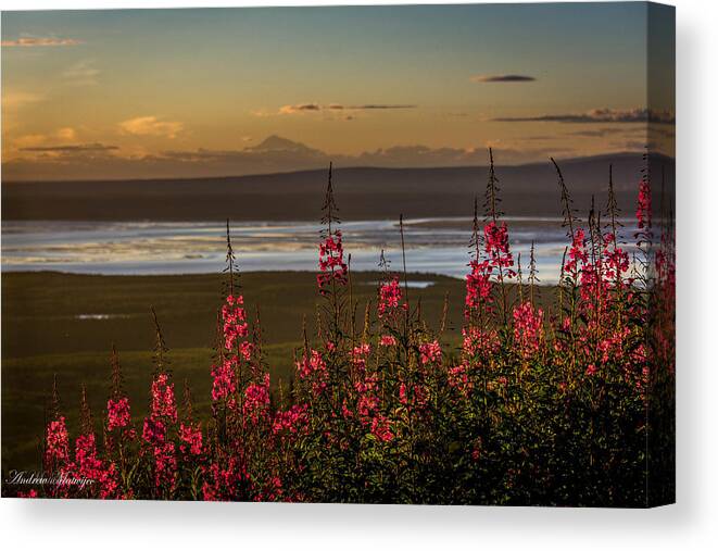 Mckinley Canvas Print featuring the photograph Fireweed Sunset by Andrew Matwijec