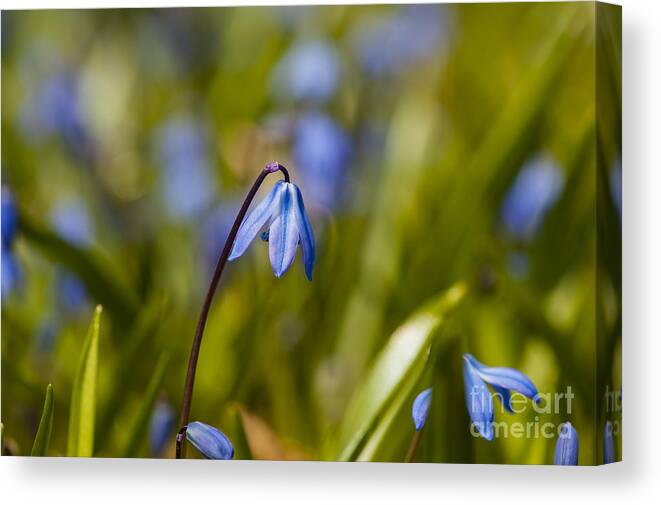 Spring Flowers Canvas Print featuring the photograph First Bloom by Dan Hefle