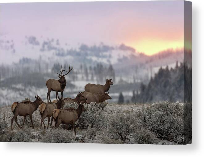 Animals Canvas Print featuring the photograph First Light by Nick Kalathas
