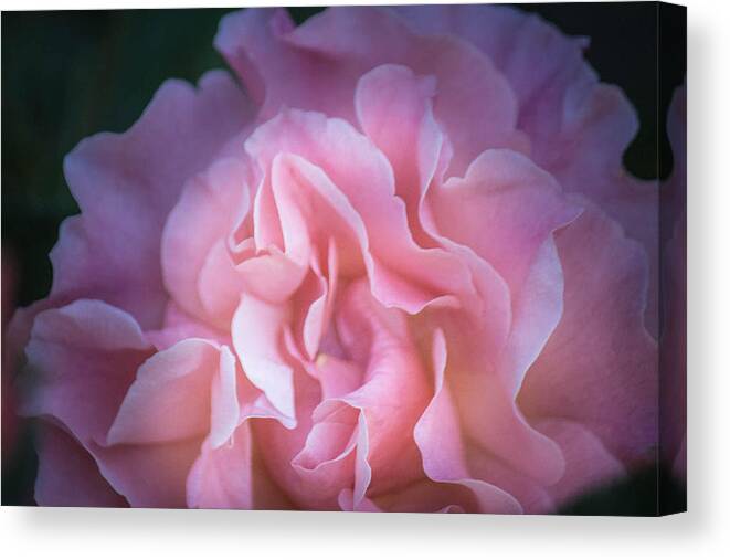Pink Canvas Print featuring the photograph First Light by Patricia Babbitt