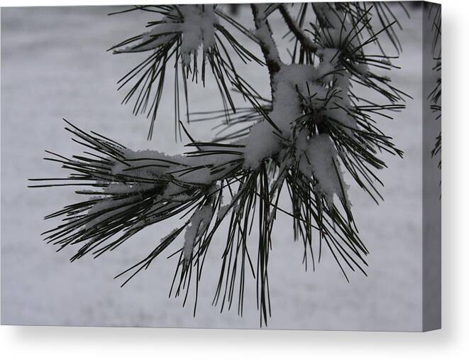 Snow Canvas Print featuring the photograph First Snow by Vadim Levin