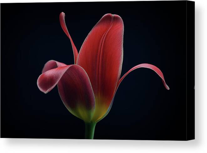 Flower Canvas Print featuring the photograph First Tulip by Lotte Gr?nkj?r