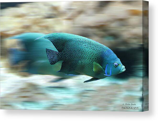 Fish Canvas Print featuring the photograph Fish by Christine Sponchia