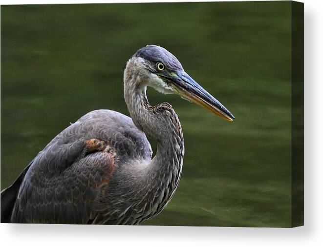 Great Blue Heron Canvas Print featuring the photograph Fishing by Mike Farslow
