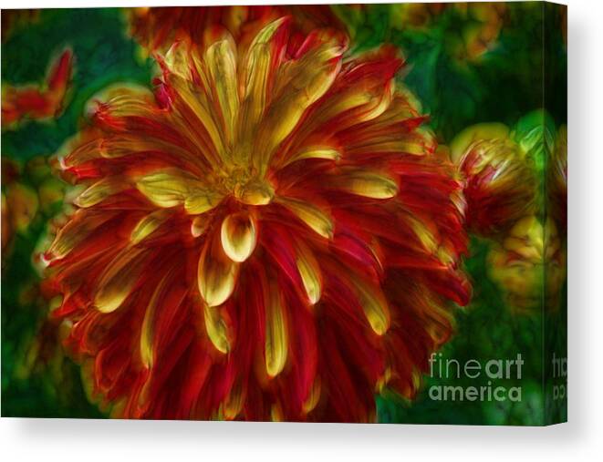 Dahlian Canvas Print featuring the photograph Flaming Dahlia by Shirley Mangini
