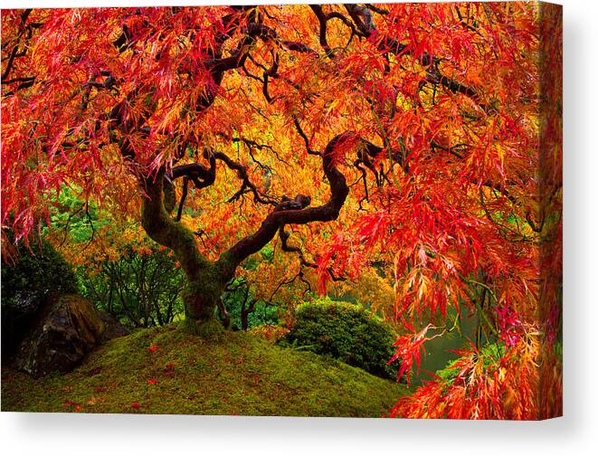 Portland Canvas Print featuring the photograph Flaming Maple by Darren White