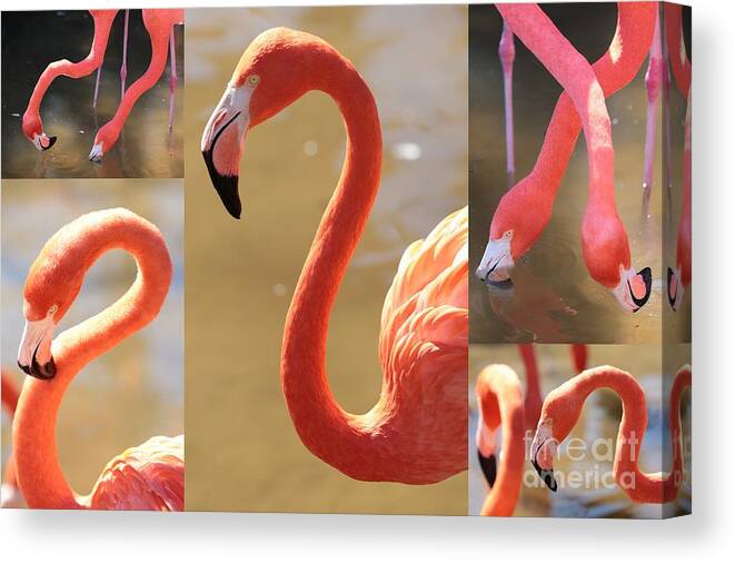 Flamingo Canvas Print featuring the photograph Flamingo Collage by Carol Groenen