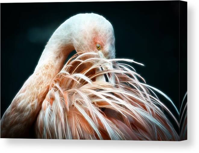 Fine Art Canvas Print featuring the photograph Flamingo Fluff by Steve McKinzie