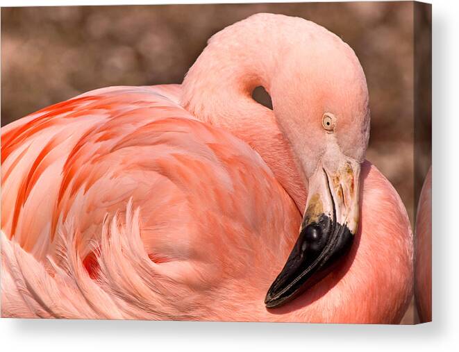 Flamingo Canvas Print featuring the photograph Flamingo Vortex by Theo OConnor