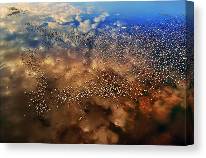 Flamingo Canvas Print featuring the photograph Flamingos Over The Clouds by Phillip Chang