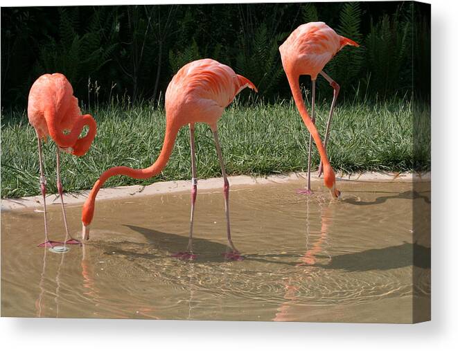 Birds Canvas Print featuring the photograph 3 Flamingos drinking water by Valerie Collins