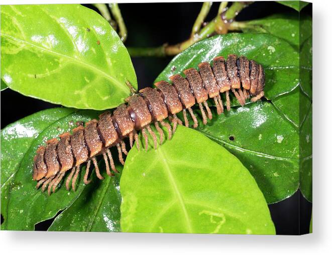 Amazon Canvas Print featuring the photograph Flat-backed Millipede by Dr Morley Read