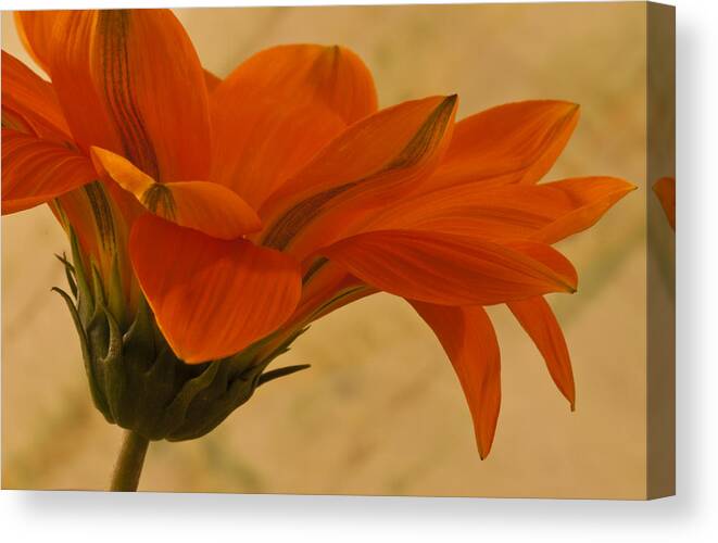 Macro Canvas Print featuring the photograph Flaunting Gazani by Sandra Foster