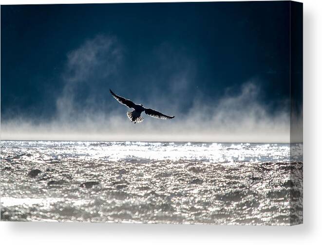 Gulls Canvas Print featuring the photograph Flight by Janet Kopper