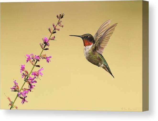 Rthb Canvas Print featuring the photograph Flight of a Hummingbird by Daniel Behm