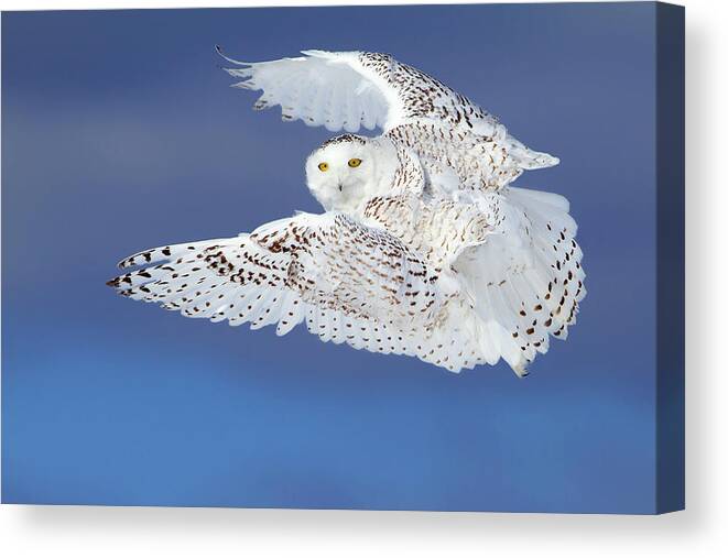 Snowyowl Canvas Print featuring the photograph Flight Of The Snowy - Snowy Owl by Jim Cumming