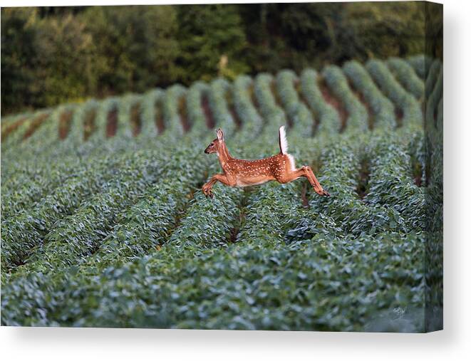 White-tailed Deer Canvas Print featuring the photograph Flight of the White-tailed Deer by Everet Regal