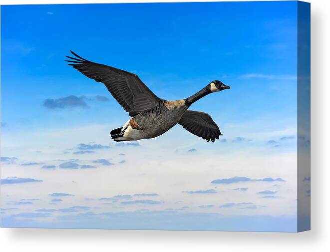 Branta Canvas Print featuring the photograph Flight by Patrick Wolf
