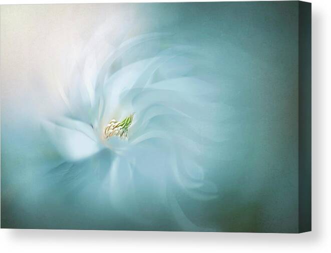 Magnolia Canvas Print featuring the photograph Floral Ballet by Jacky Parker
