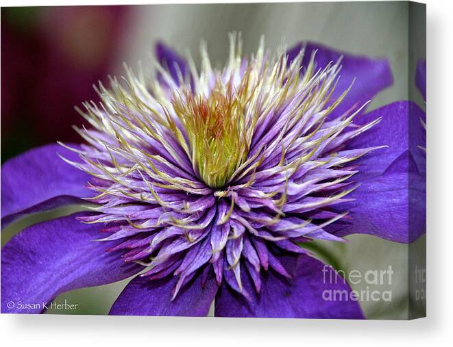 Flower Canvas Print featuring the photograph Floral Feelers by Susan Herber
