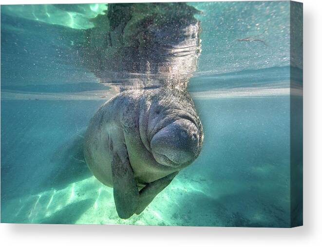 Underwater Canvas Print featuring the photograph Florida Manatee by Ai Angel Gentel