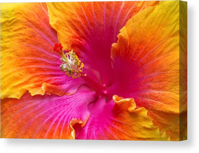 Hibiscus Canvas Print featuring the photograph Flower - Hibiscus Rosa-Sinesis - Chinese Hibiscus - Appreciation by Mike Savad