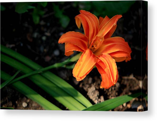 Lilly Canvas Print featuring the photograph Flower in Backyard by David Dufresne
