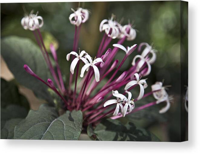 Flower Canvas Print featuring the photograph Flower by Lindsey Weimer