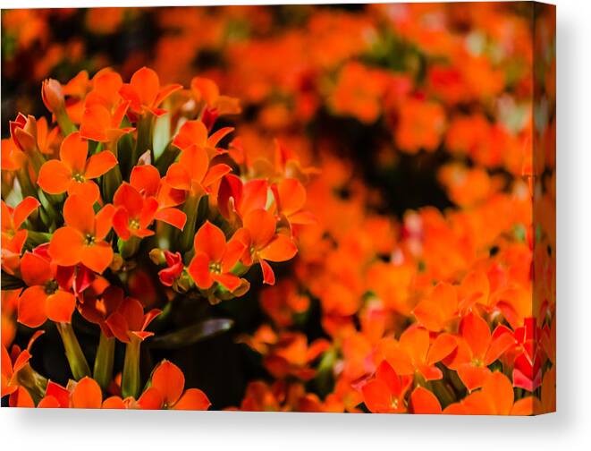 1855mm Canvas Print featuring the photograph Flower Macro 1 by Alan Marlowe