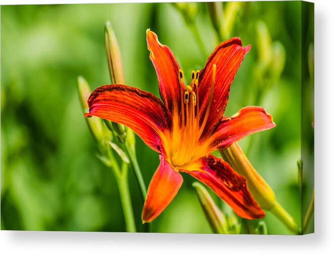 2014 Canvas Print featuring the photograph Flower macro 4 by Alan Marlowe