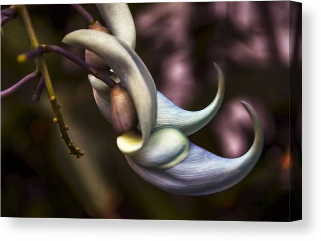 Flower Canvas Print featuring the photograph Flower of a Jade Vine by Julie Palencia