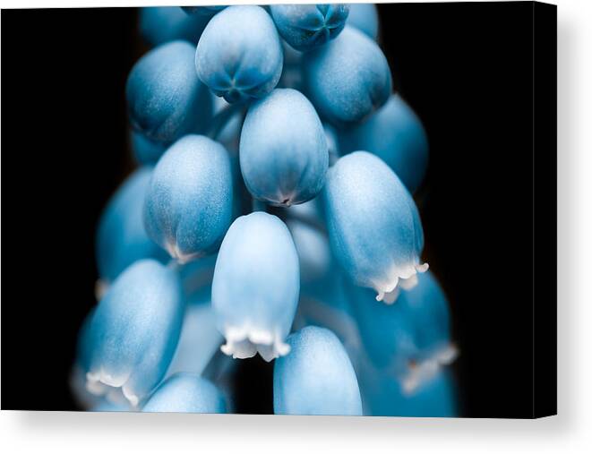 Blue Bells Canvas Print featuring the photograph Flower Pods by Shane Holsclaw